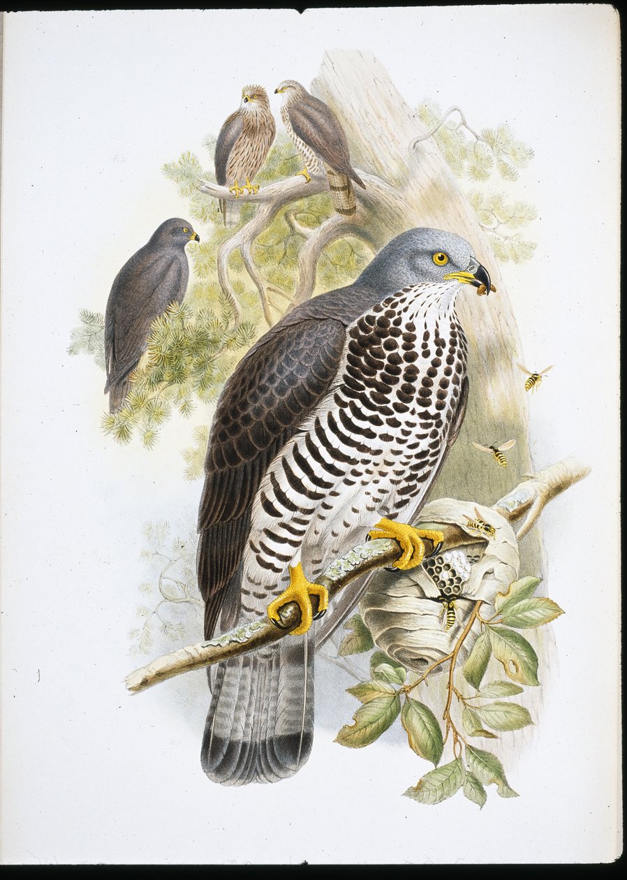 Wespenbussard (Pernis Apiuorus) von John (after) Gould