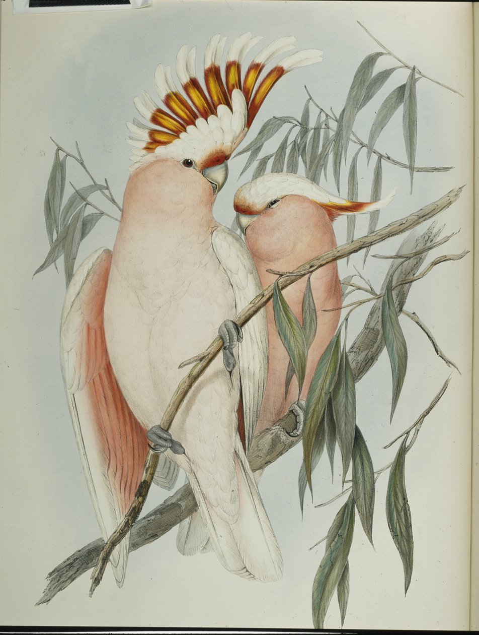 Leadbeaters Kakadu von John (after) Gould