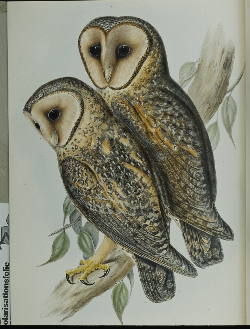 Maskierte Schleiereule von John (after) Gould
