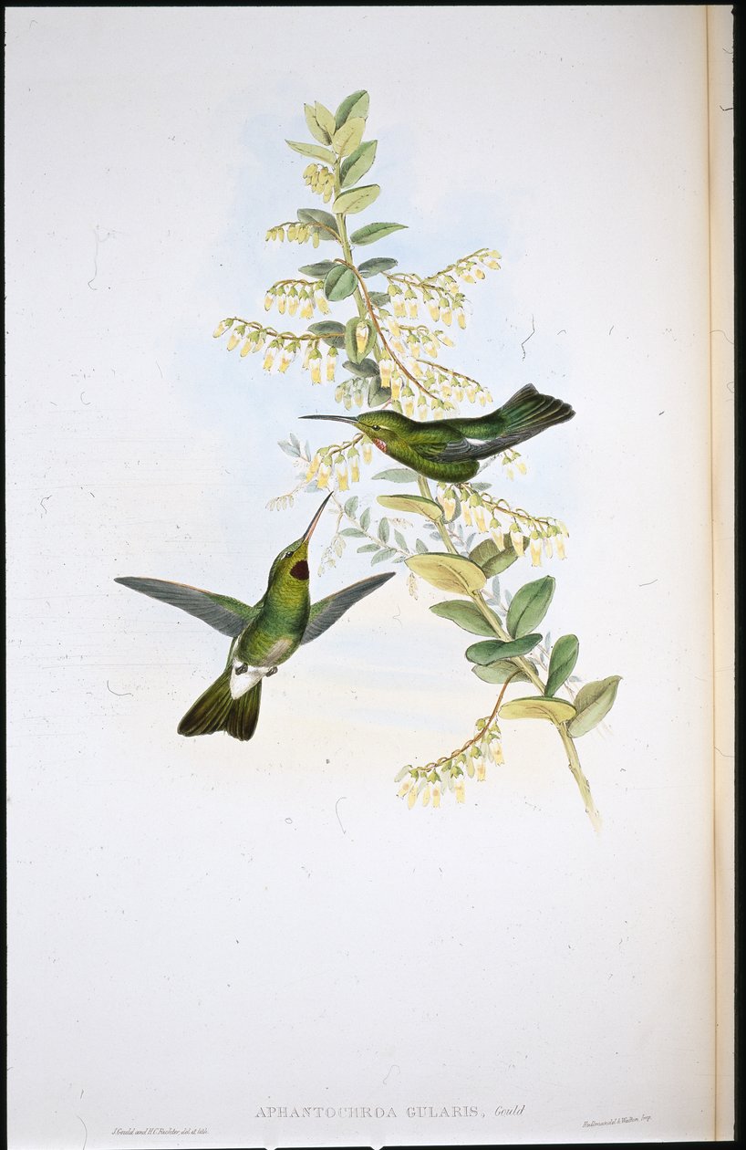 Braunkehlkolibri von John (after) Gould