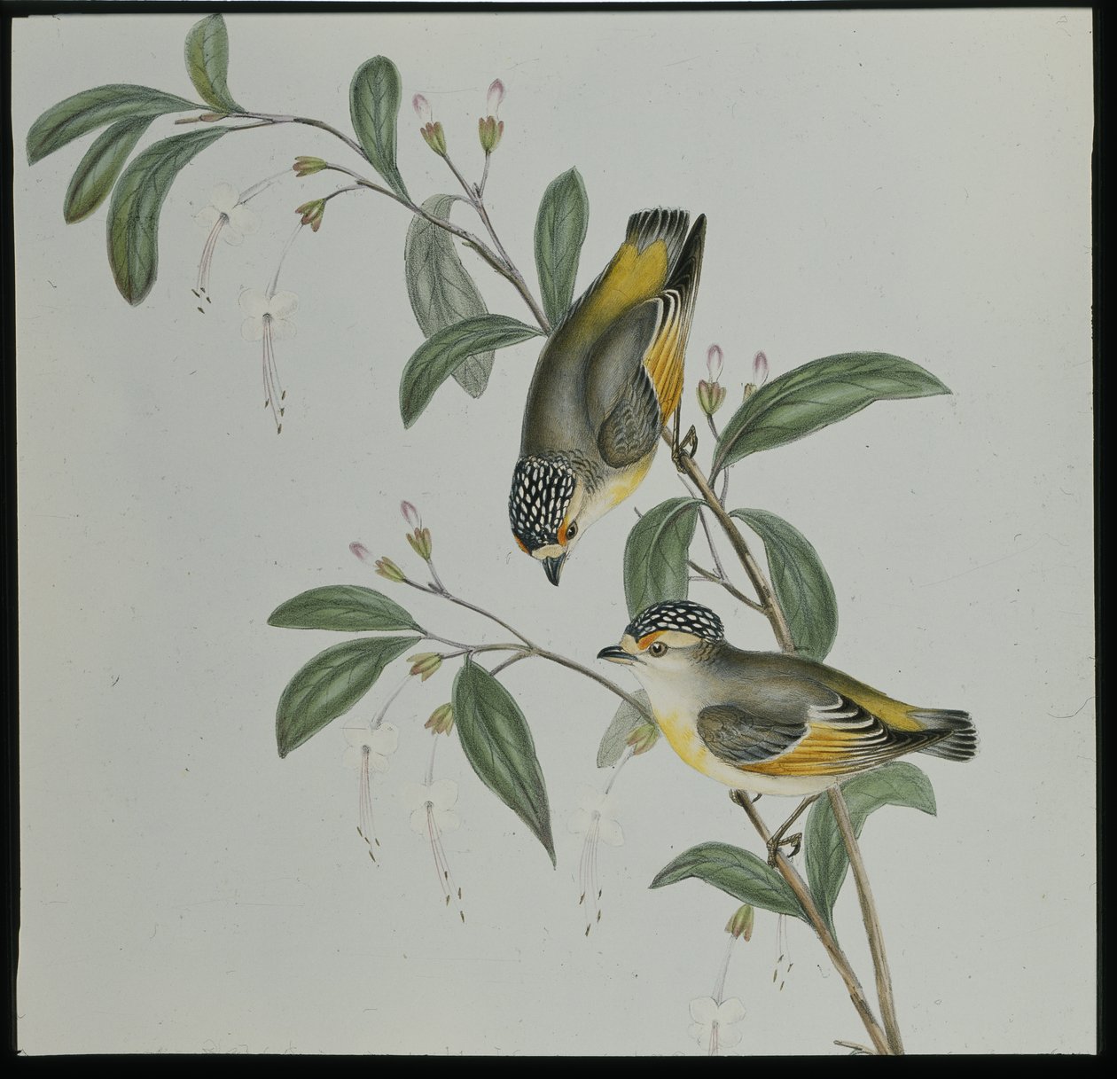 Rotstirn-Pardalote (pardalotus rubricatus) von John (after) Gould