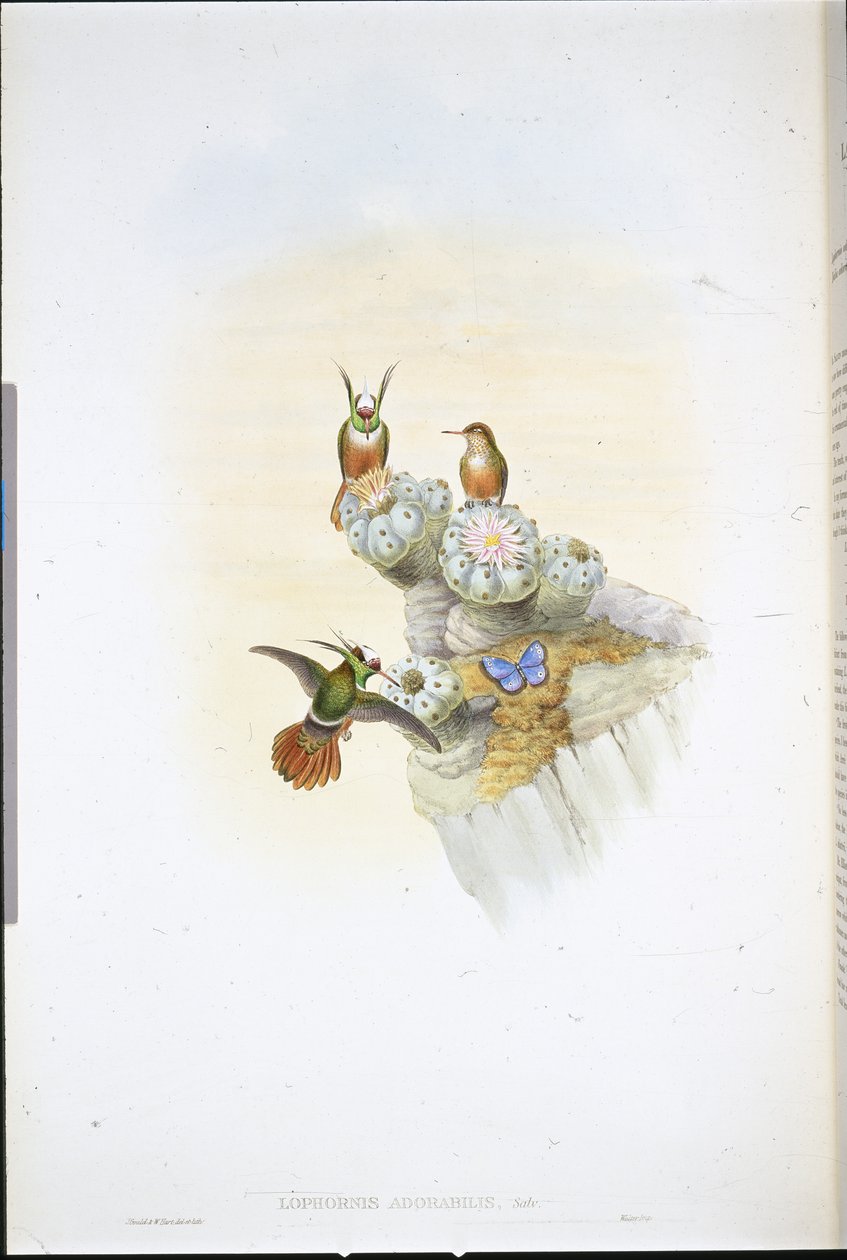 Salvins Coquette-Kolibri von John (after) Gould