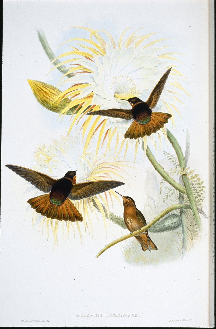 Glänzender Sonnenstrahl von John (after) Gould