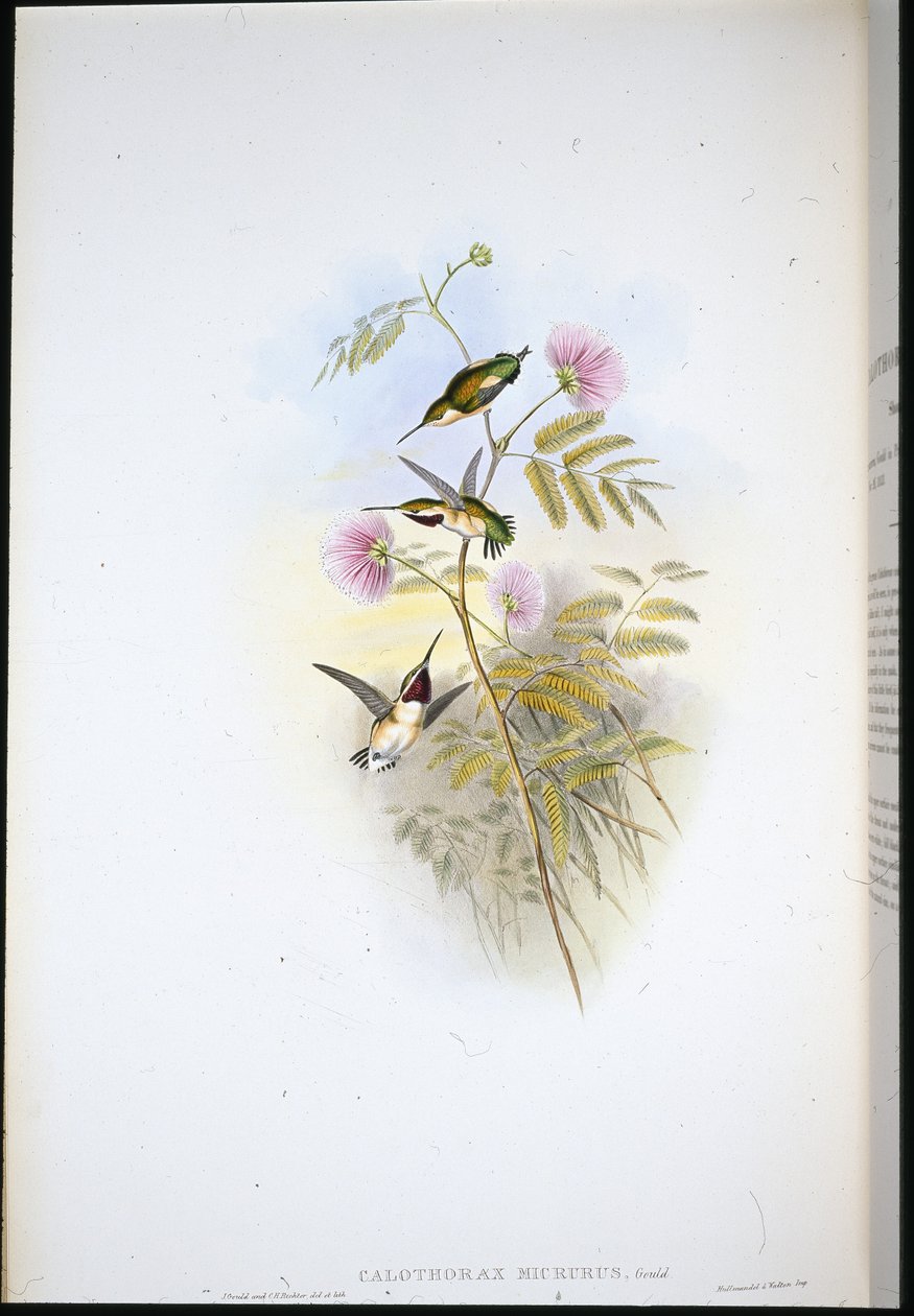 Kurzschwanz-Waldstern von John (after) Gould
