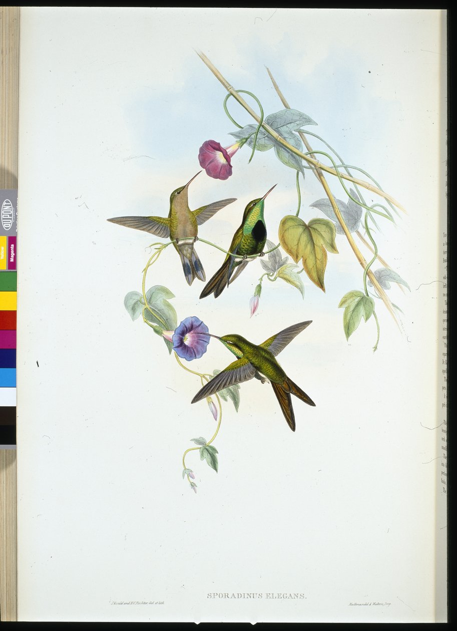 St. Domingo Kolibri (Sporadinus Elegans) von John (after) Gould