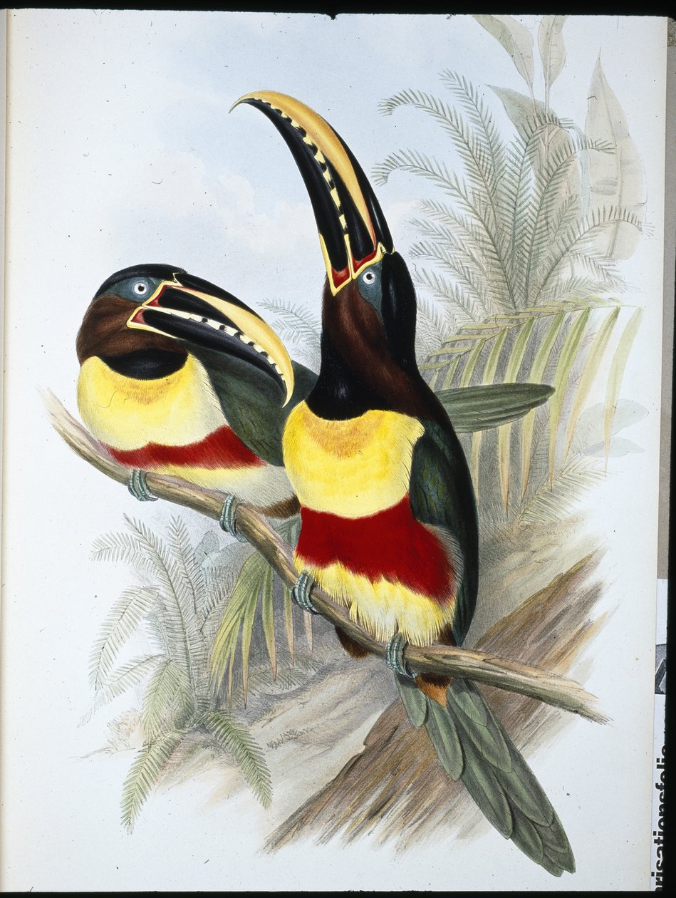 Schwefel- und Weißbrusttukan von John (after) Gould