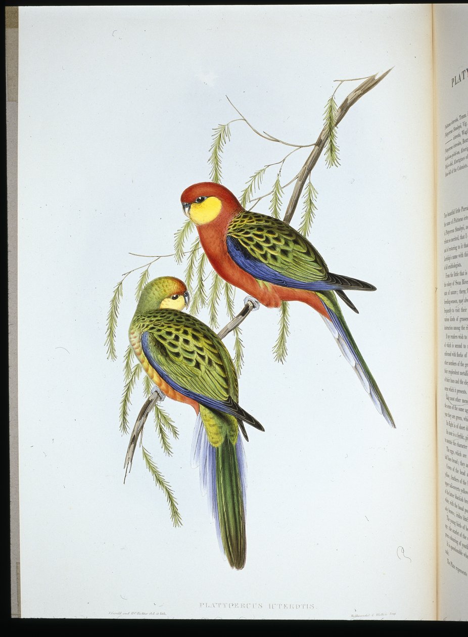 Derby-Sittich (Platycercus icterotis) von John (after) Gould