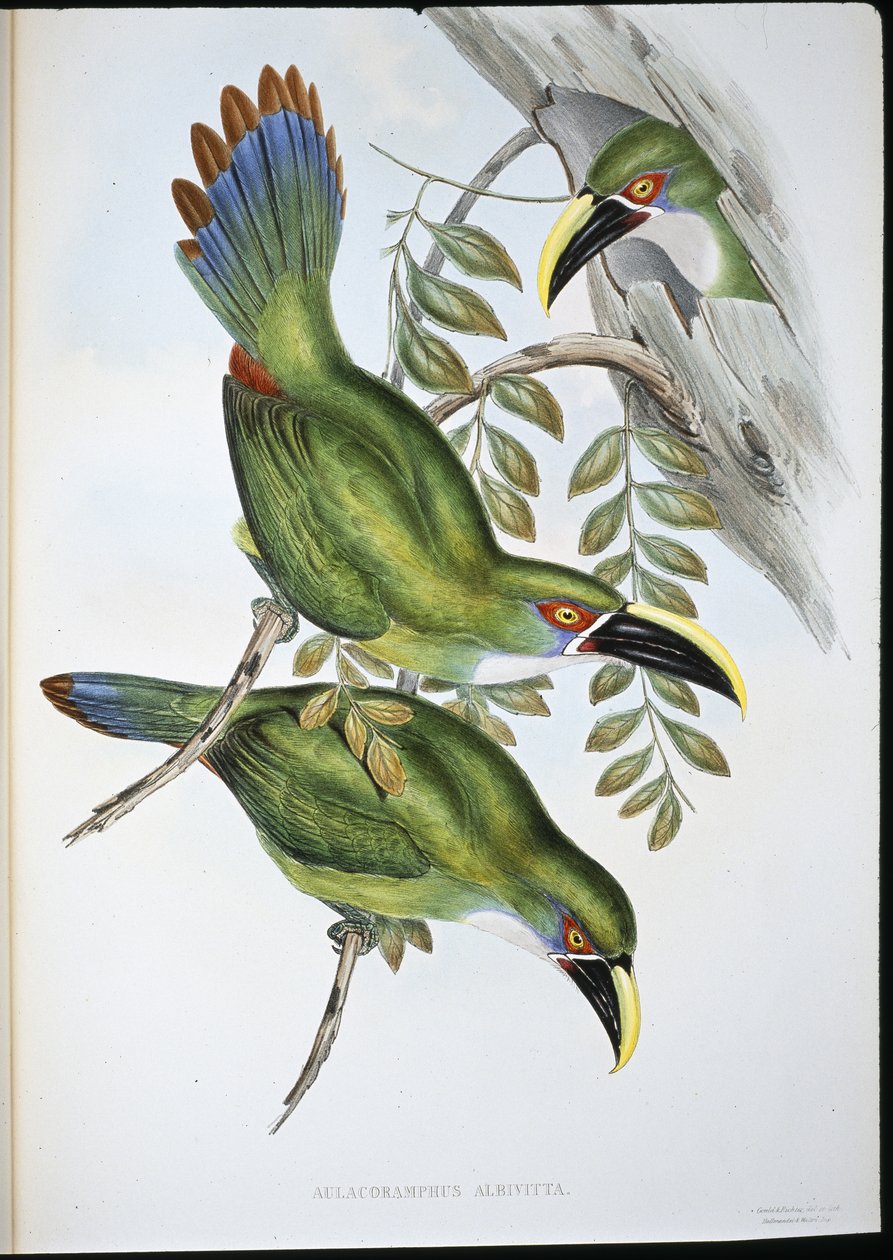 Weißband-Tukan (Aulacoramphus Albivitta) von John (after) Gould