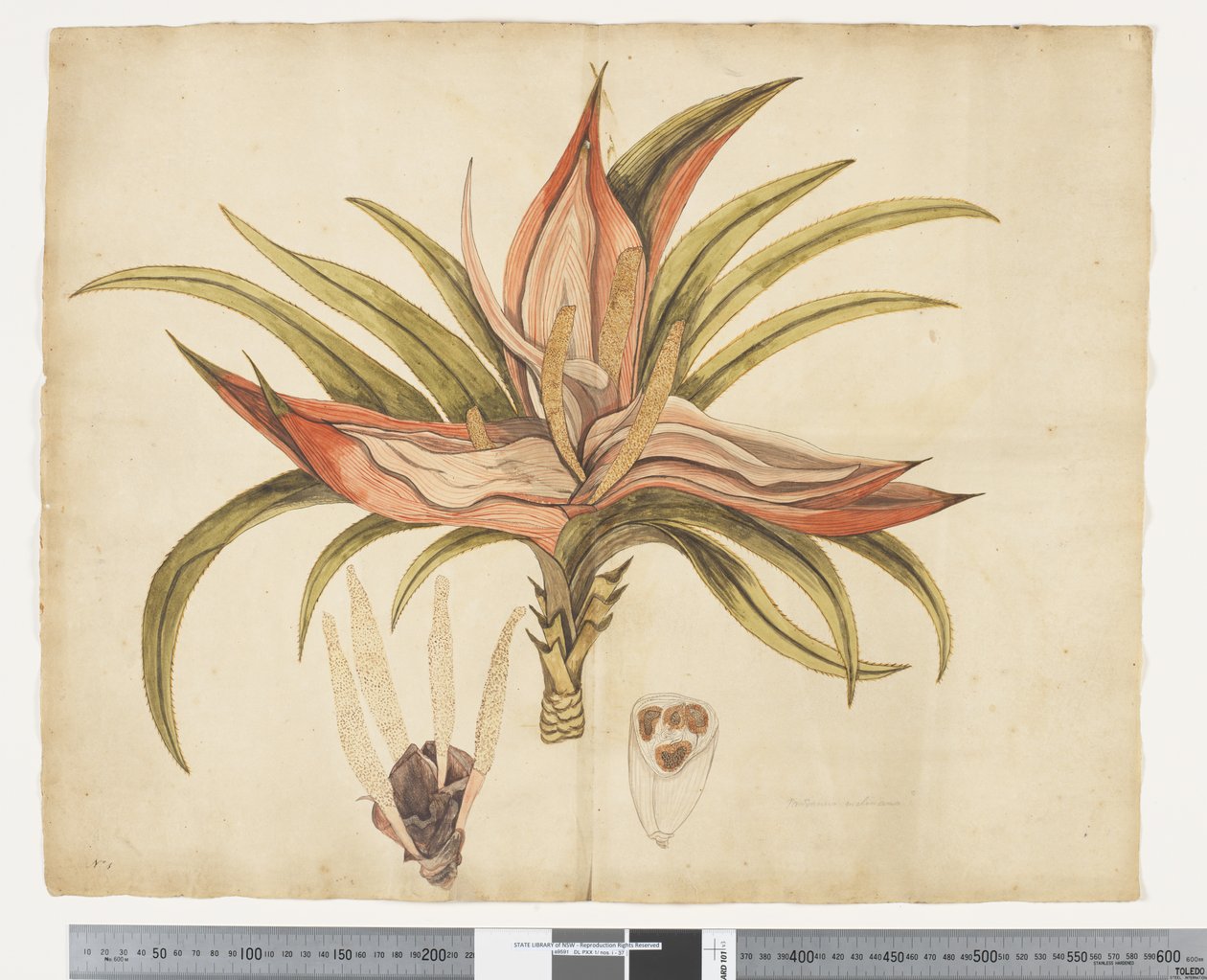 F.1 Freycinetia baueriana, ca. 1790-95 von John (attr. to) Doody