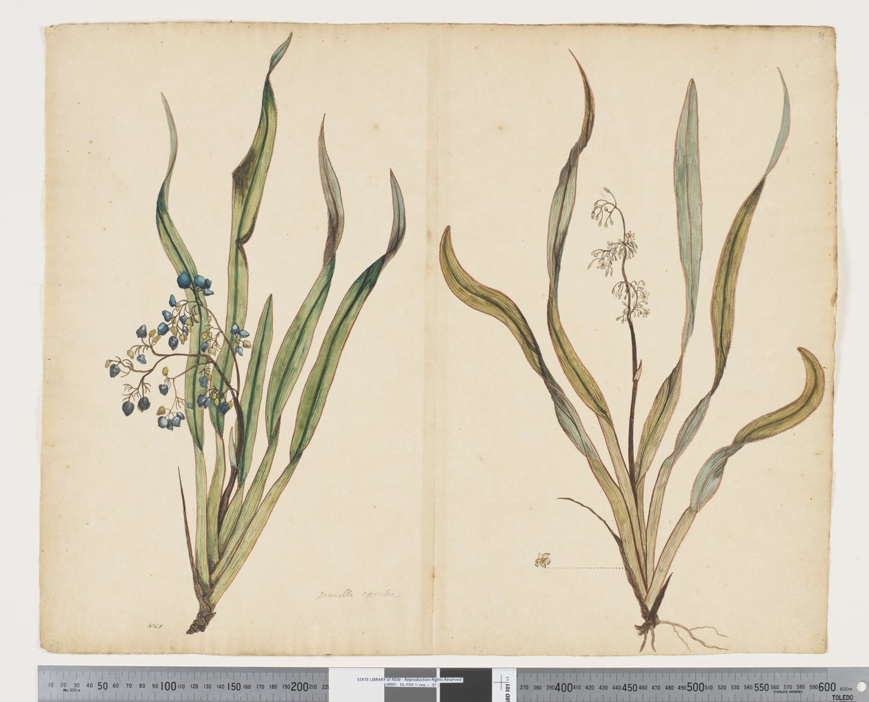 F.29 Dianella intermedia, ca. 1790-95 von John (attr. to) Doody
