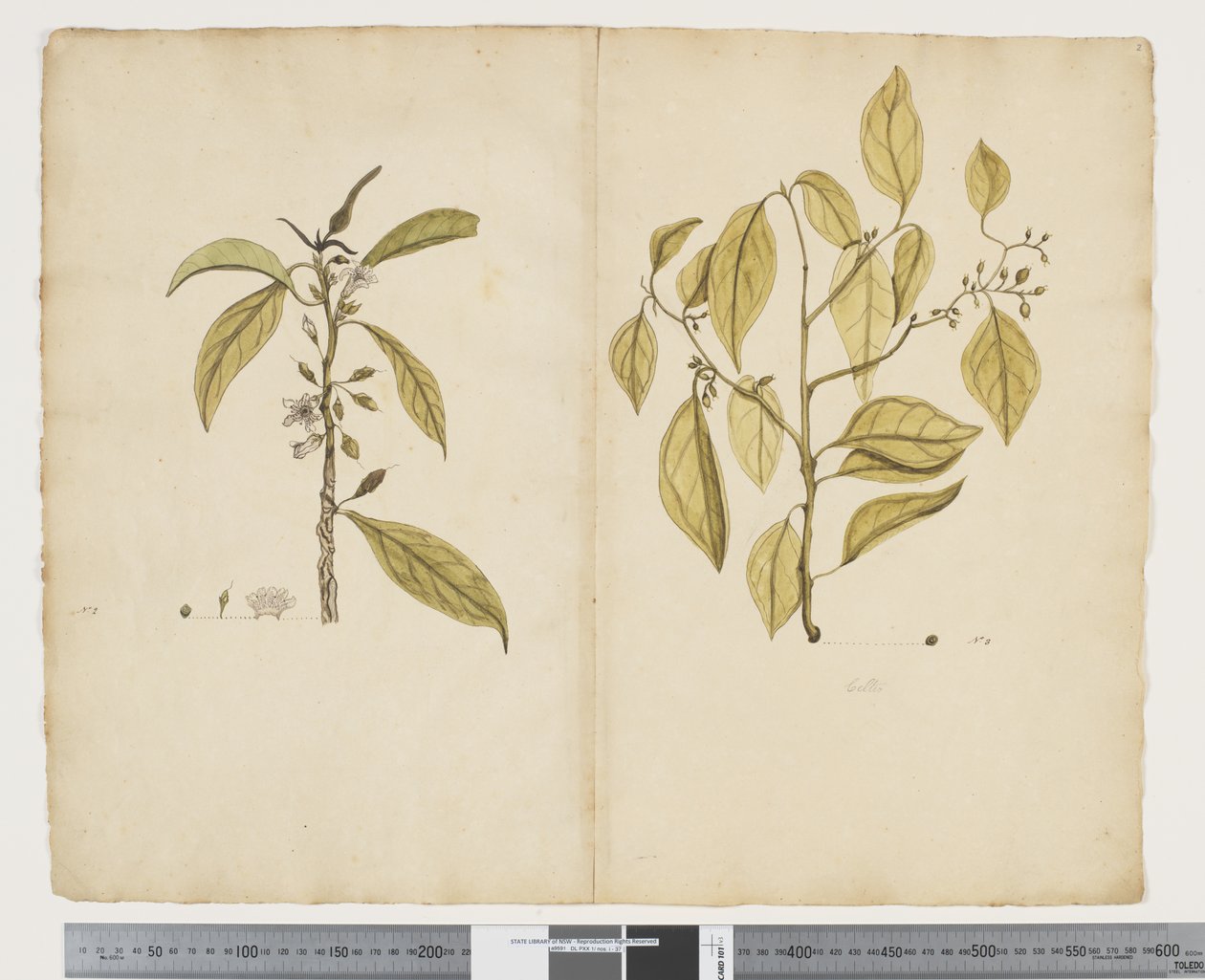 Myoporum obscurum; Celtis paniculate von John (attr. to) Doody
