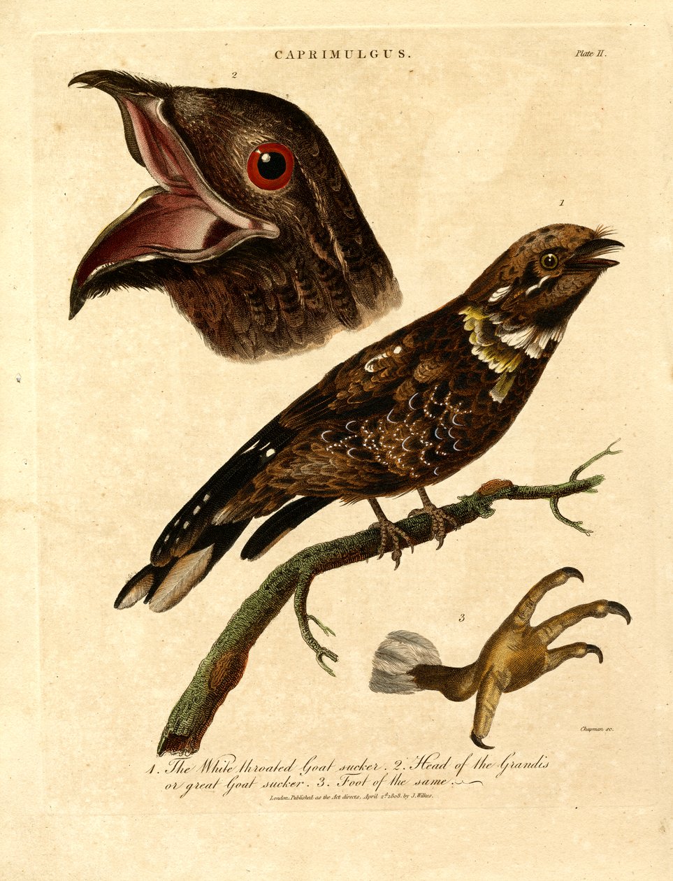 Ziegenmelker (Caprimulgus) von John Chapman