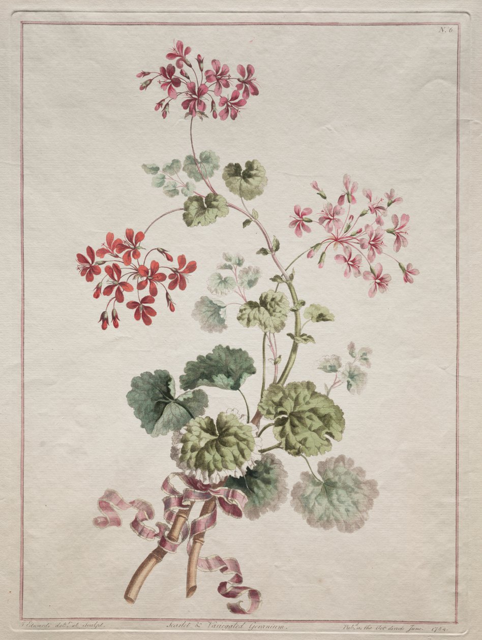 Eine Sammlung von Blumen aus der Natur gezeichnet: Nr. 6 - Scharlachrote und Bunte Geranie von John Edwards