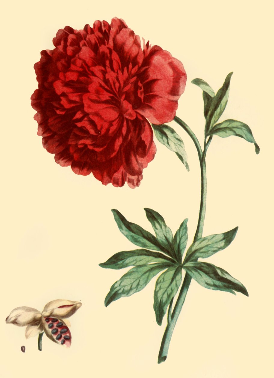 Pfingstrose: Paeonia Faemina Flore Pleno Rubro Majore von John Edwards