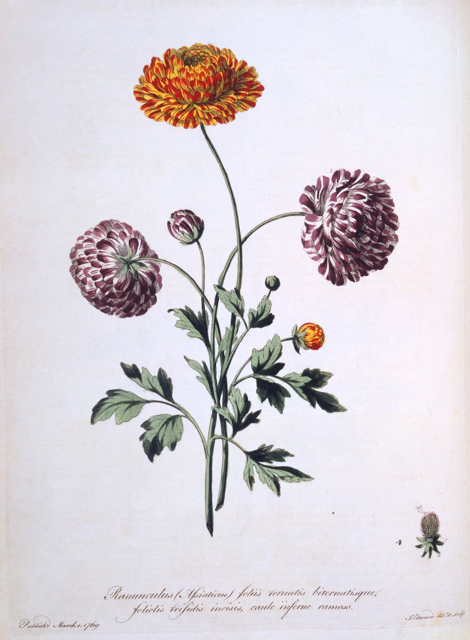 Ranunkel, Illustration aus 