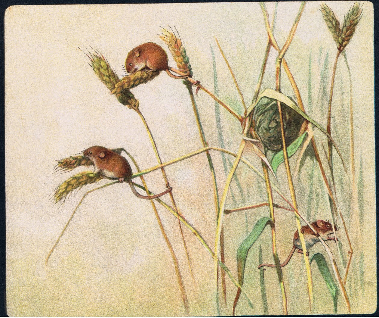 Erntemäuse, Illustration aus 