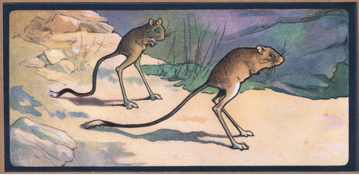 Springmaus von John Edwin Noble