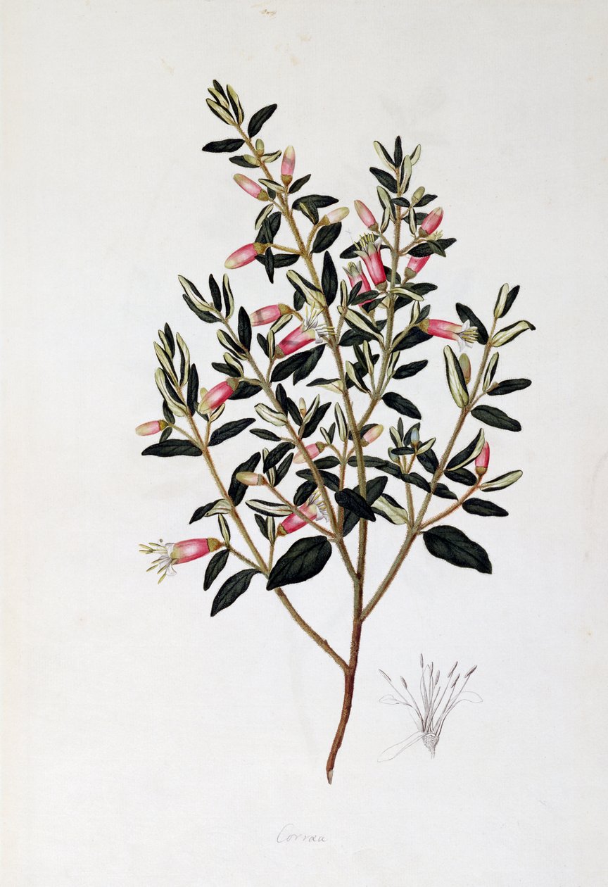 Correa Reflexa, Zeichnung von John Frederick Miller