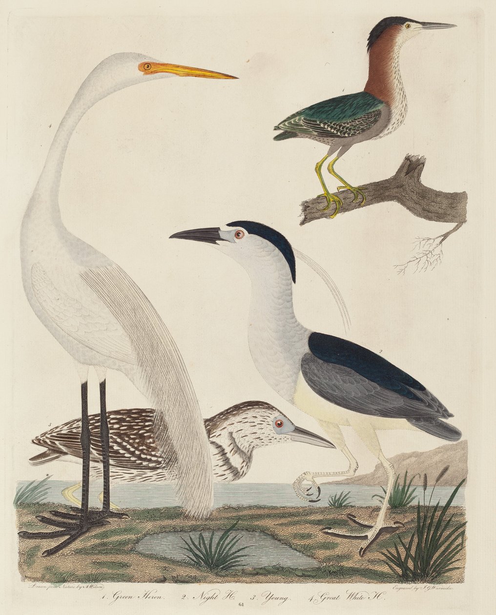 Grüner Reiher, Nachtreiher, junger Reiher und großer Weißreiher, veröffentlicht 1808-1814 von John G. Warnicke