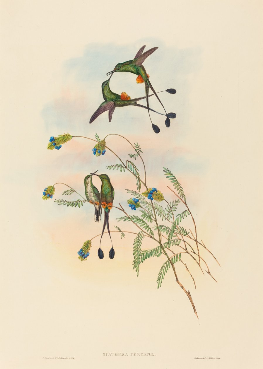 Spathura peruana Peruanischer Racket-Tail von John Gould and Henry Constantine Richter John Gould and Henry Constantine Richter