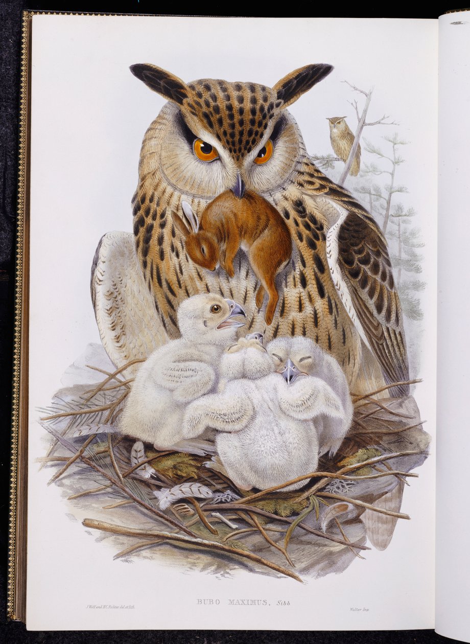 Eine große Eule und Küken, aus "Die Vögel Europas", veröffentlicht 1832-37 von John Gould