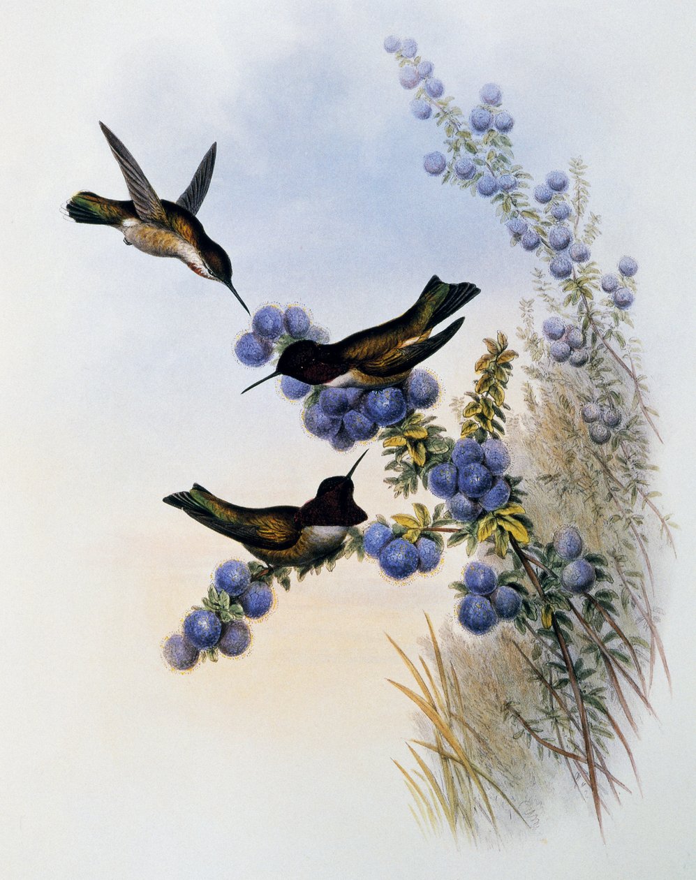 Annas Kolibri (Calypte anna), Stich aus Monographie der Trochilidae oder Kolibris (1849-1861), von John Gould (1804-1881), Vereinigtes Königreich von John Gould