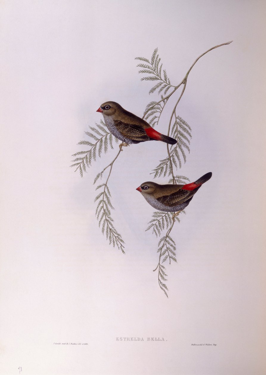 Schöner Feuerflügel (Stagonopleura bella), Gravur von John Gould von John Gould