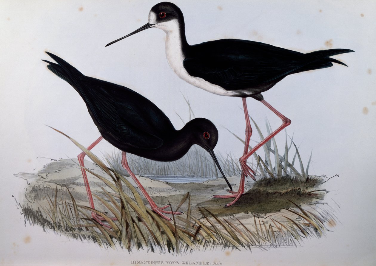 Schwarzer Stelzenläufer (Himantopus novaezelandiae), Gravur aus Birds of Australia von John Gould