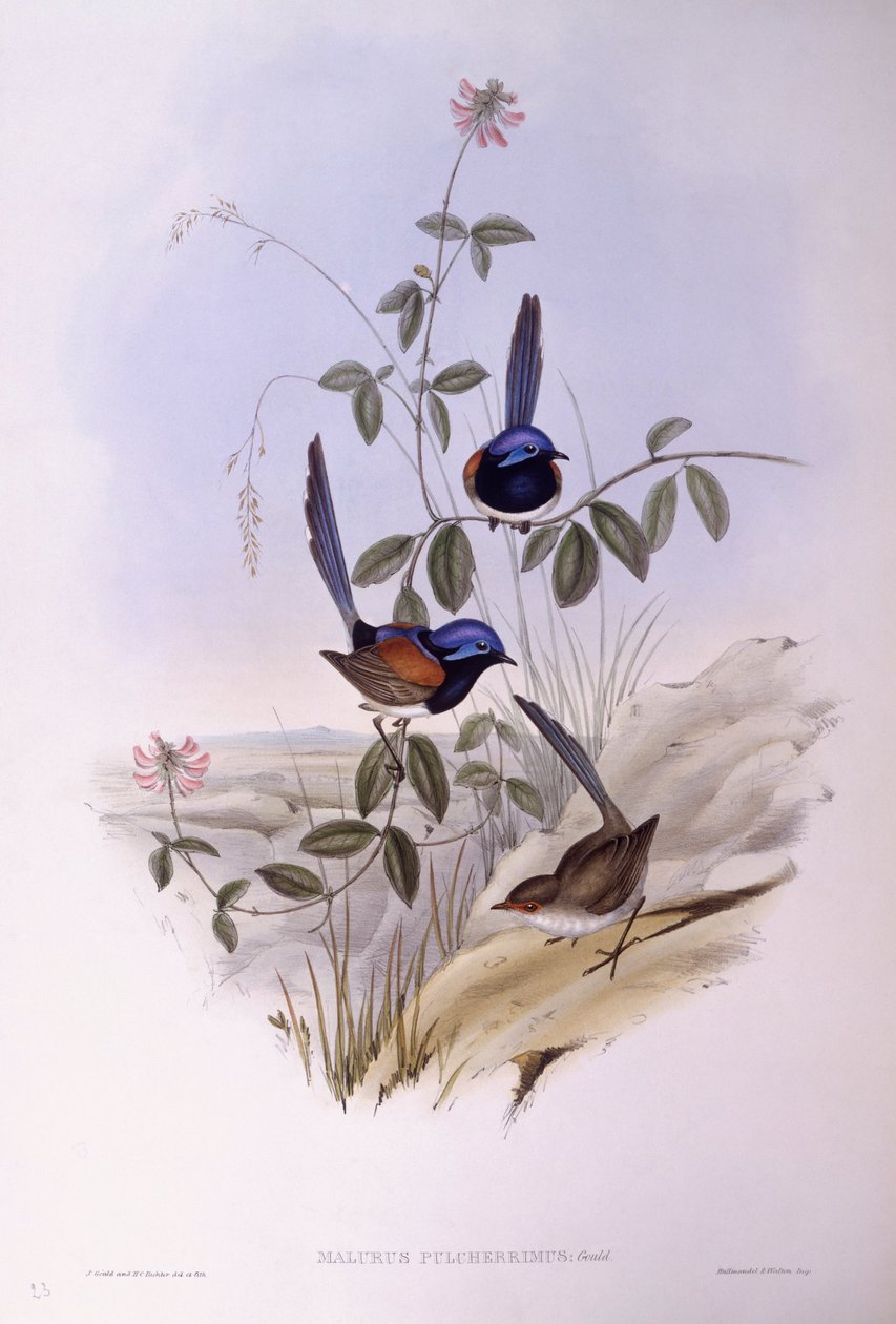 Blaubrust-Fee (Malurus pulcherrimus), Gravur von John Gould von John Gould