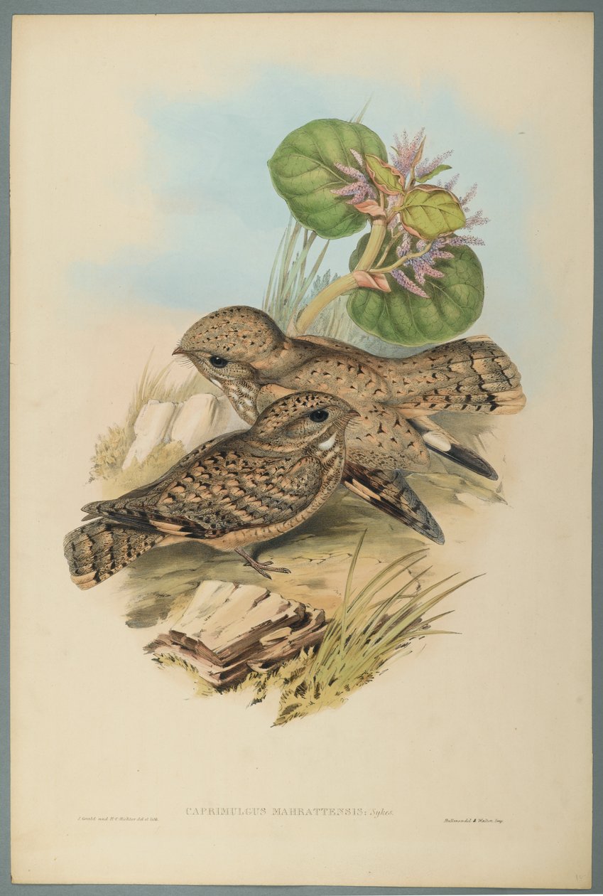 Indischer Ziegenmelker von John Gould