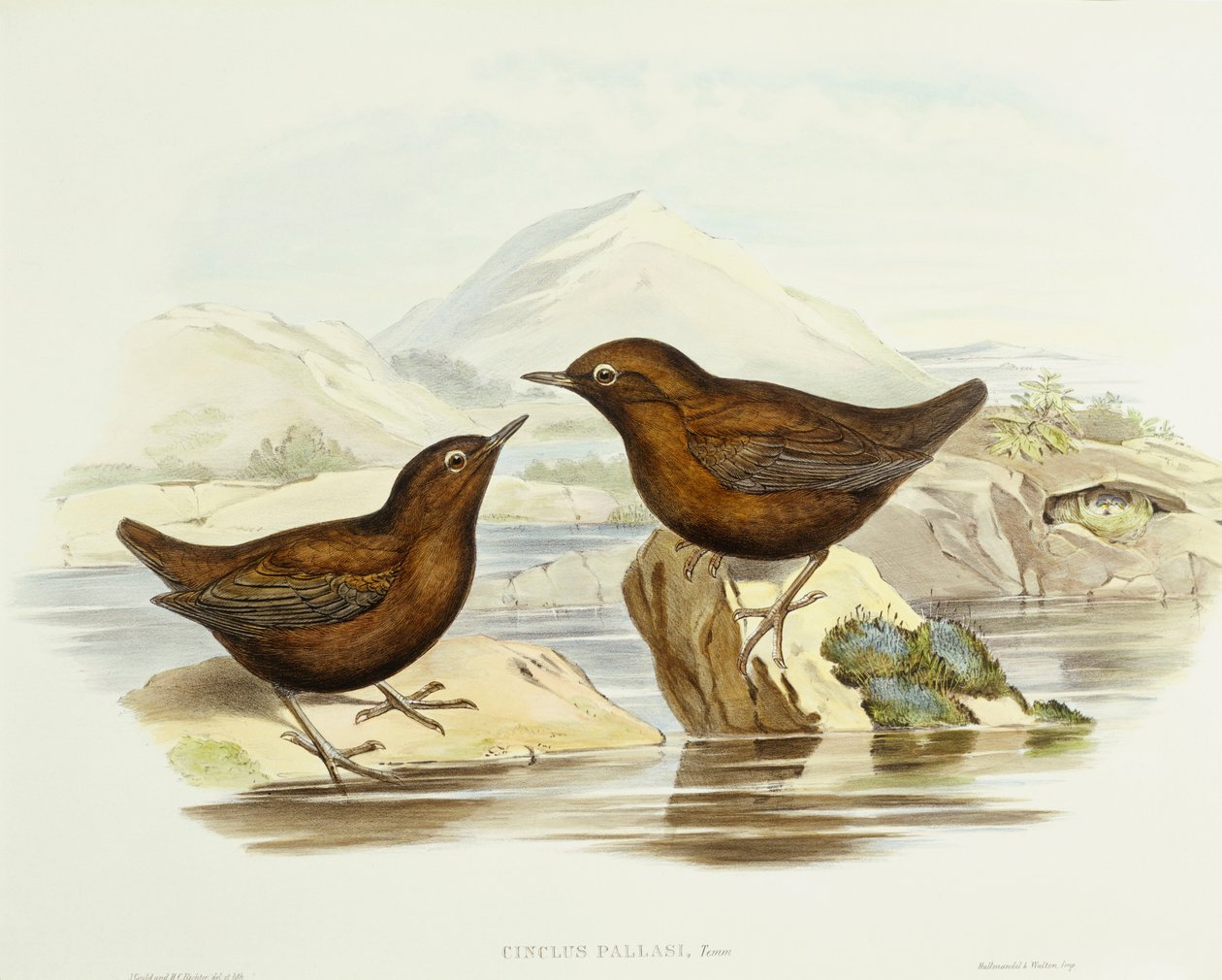 Halsband-Sperber (Accipiter cirrocephalus), Gravur von John Gould von John Gould