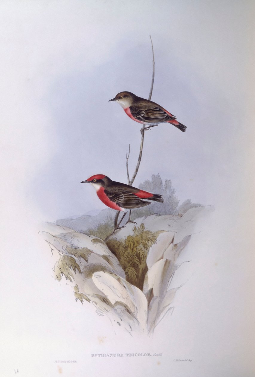 Scharlachroter Honigfresser (Epthianura tricolour), Gravur von John Gould von John Gould