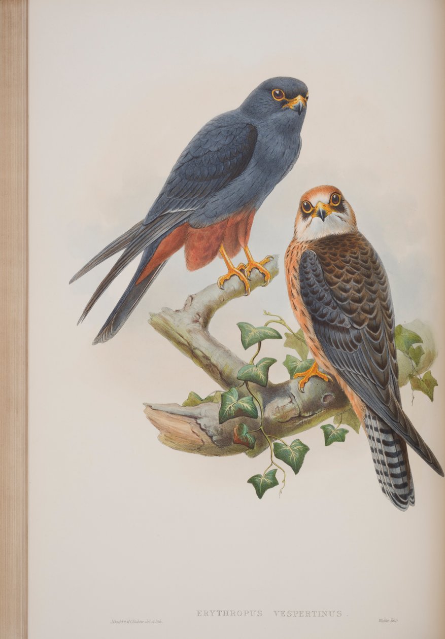 Erythropus Vespertinus, Tafel aus The Birds of Great Britain von John Gould, veröffentlicht 1862-73 von John Gould