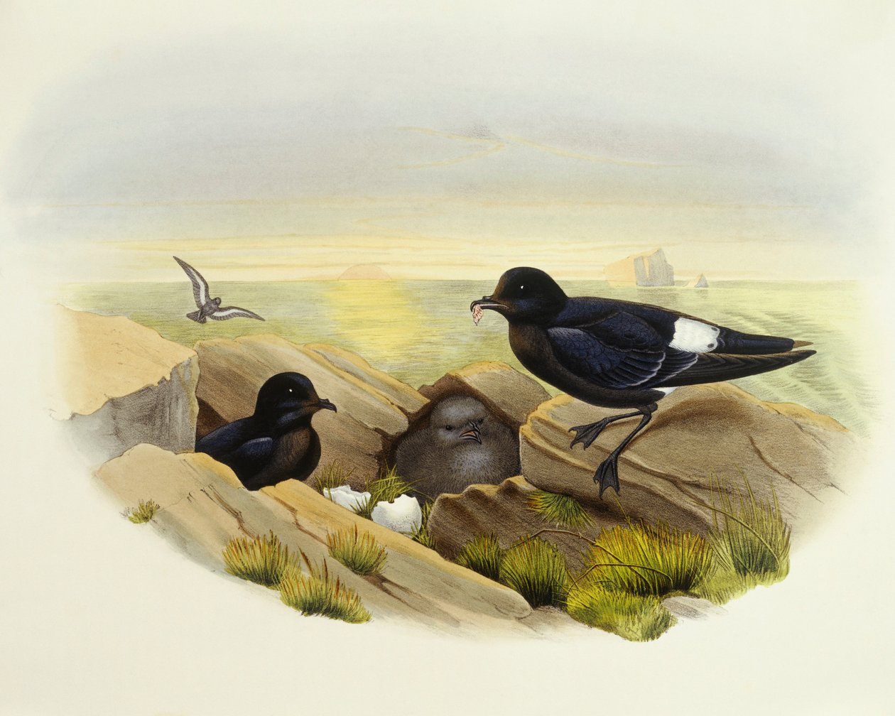 Sturmschwalbe (Hydrobates pelagicus), Gravur von John Gould von John Gould
