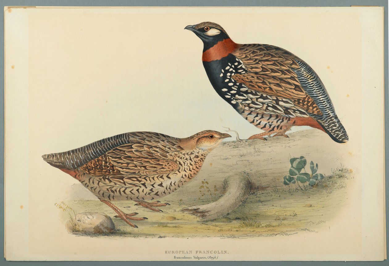Europäisches Francolin von John Gould