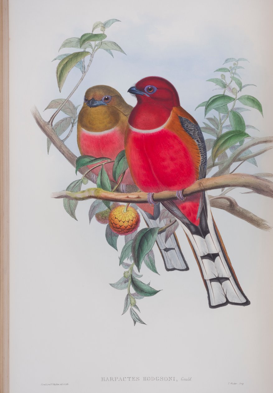 Harpactes Hodgsoni, Tafel aus Die Vögel von Großbritannien von John Gould, veröffentlicht 1862-73 von John Gould