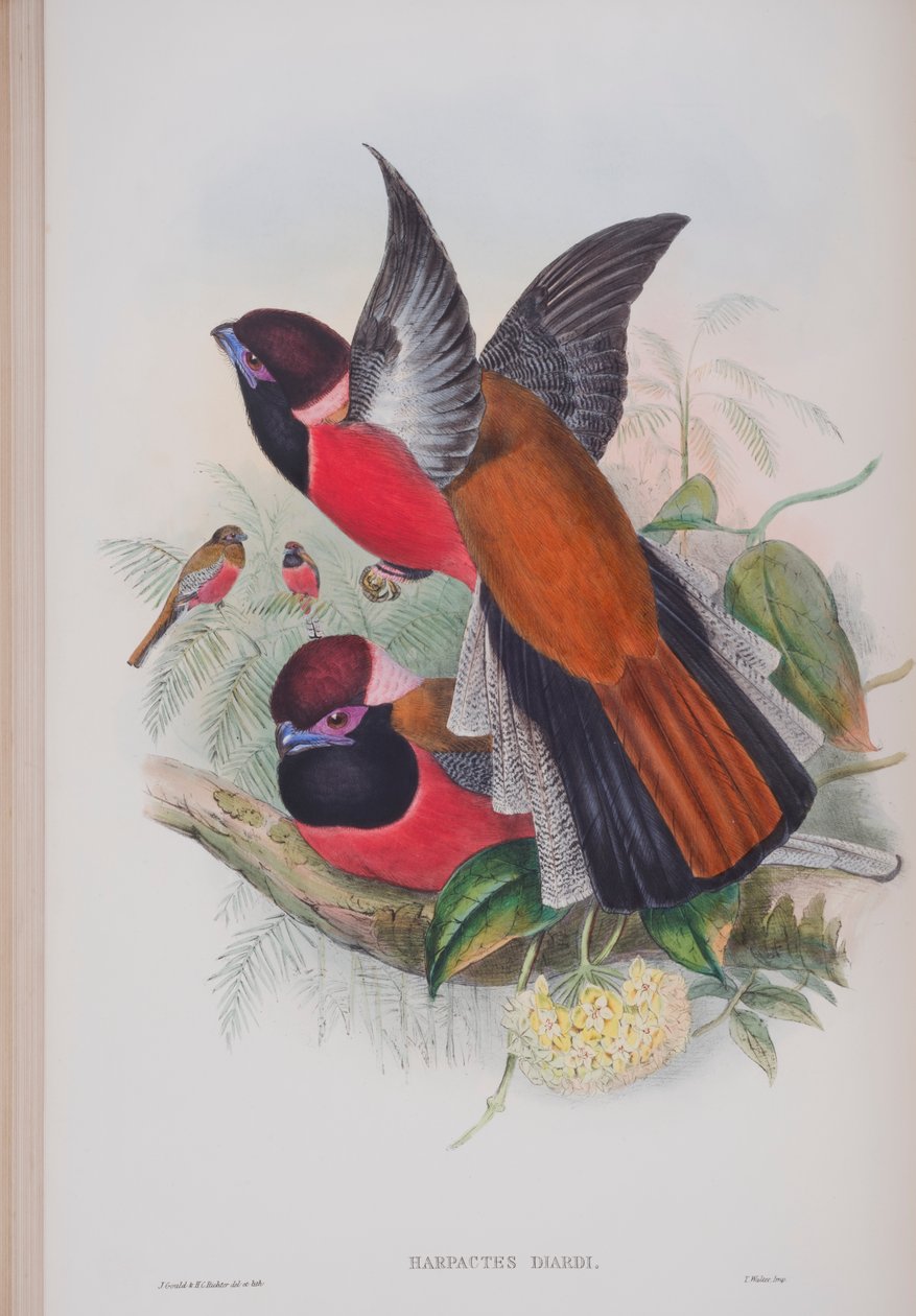 Harpactus Diardi, Tafel aus Die Vögel von Großbritannien von John Gould, veröffentlicht 1862-73 von John Gould