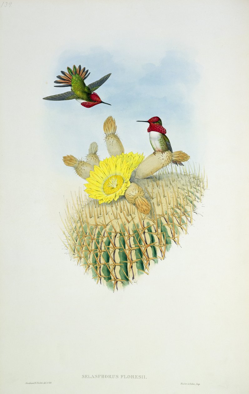 Kolibri, graviert von Walter und Cohn von John Gould