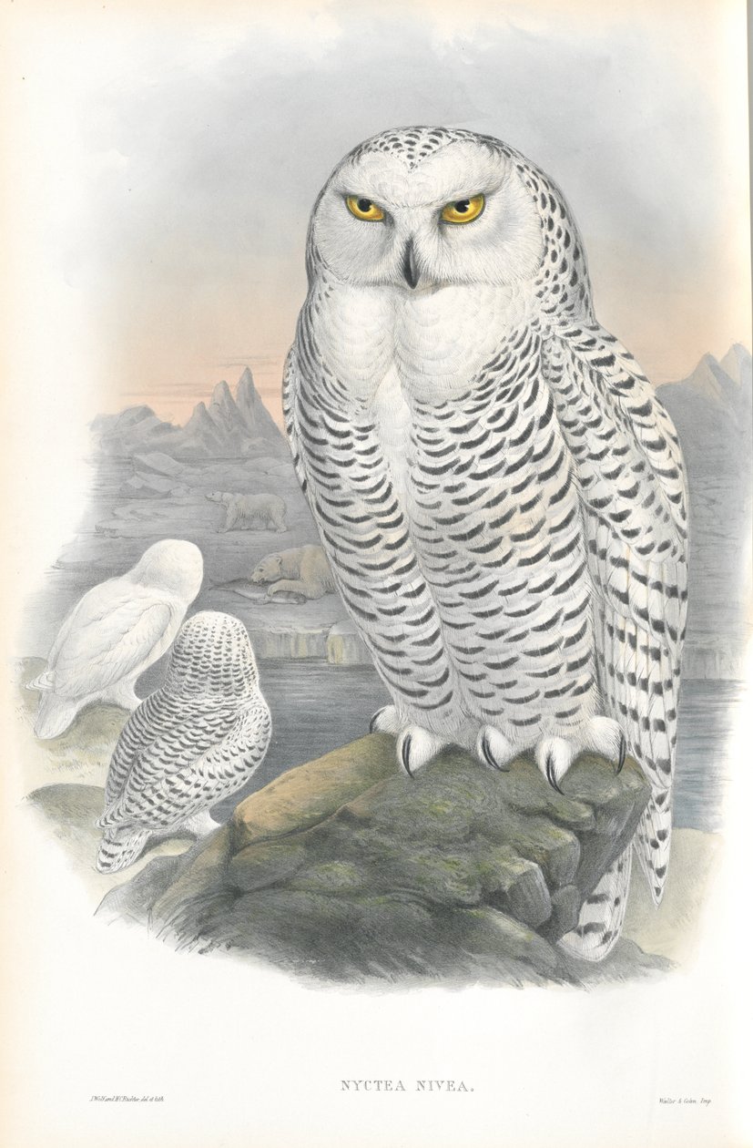 Illustration von Nyctea Nivea (Schneeeule) von John Gould
