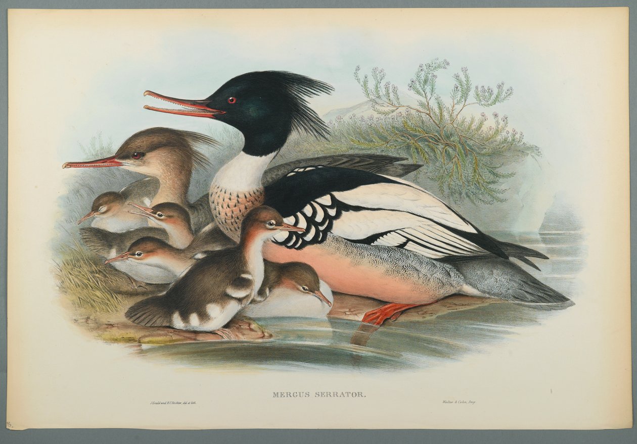 Mittelsäger von John Gould