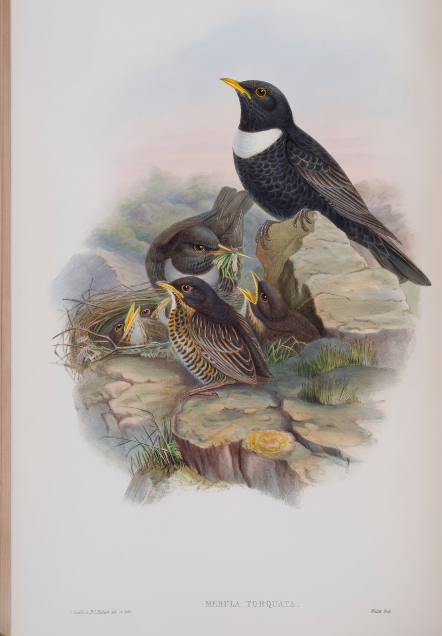 Merula Torquata, Tafel aus Die Vögel von Großbritannien von John Gould, veröffentlicht 1862-73 von John Gould