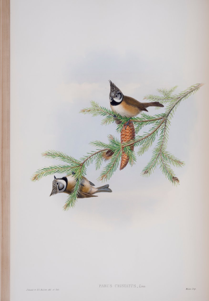Parus Cristatus, Tafel aus Die Vögel von Großbritannien von John Gould, veröffentlicht 1862-73 von John Gould