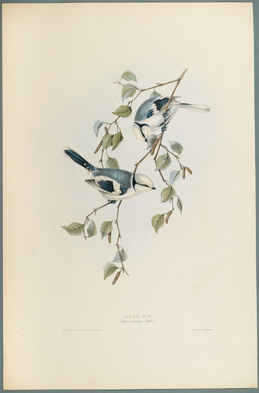 Lasurmeise von John Gould