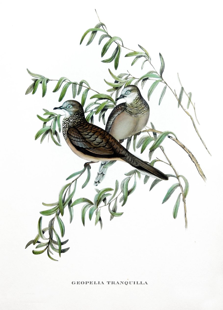Friedliche Taube, Vögel aus Australien, Gravur aus dem Buch von John Gould (1804-1881) "Tropical Birds" von John Gould
