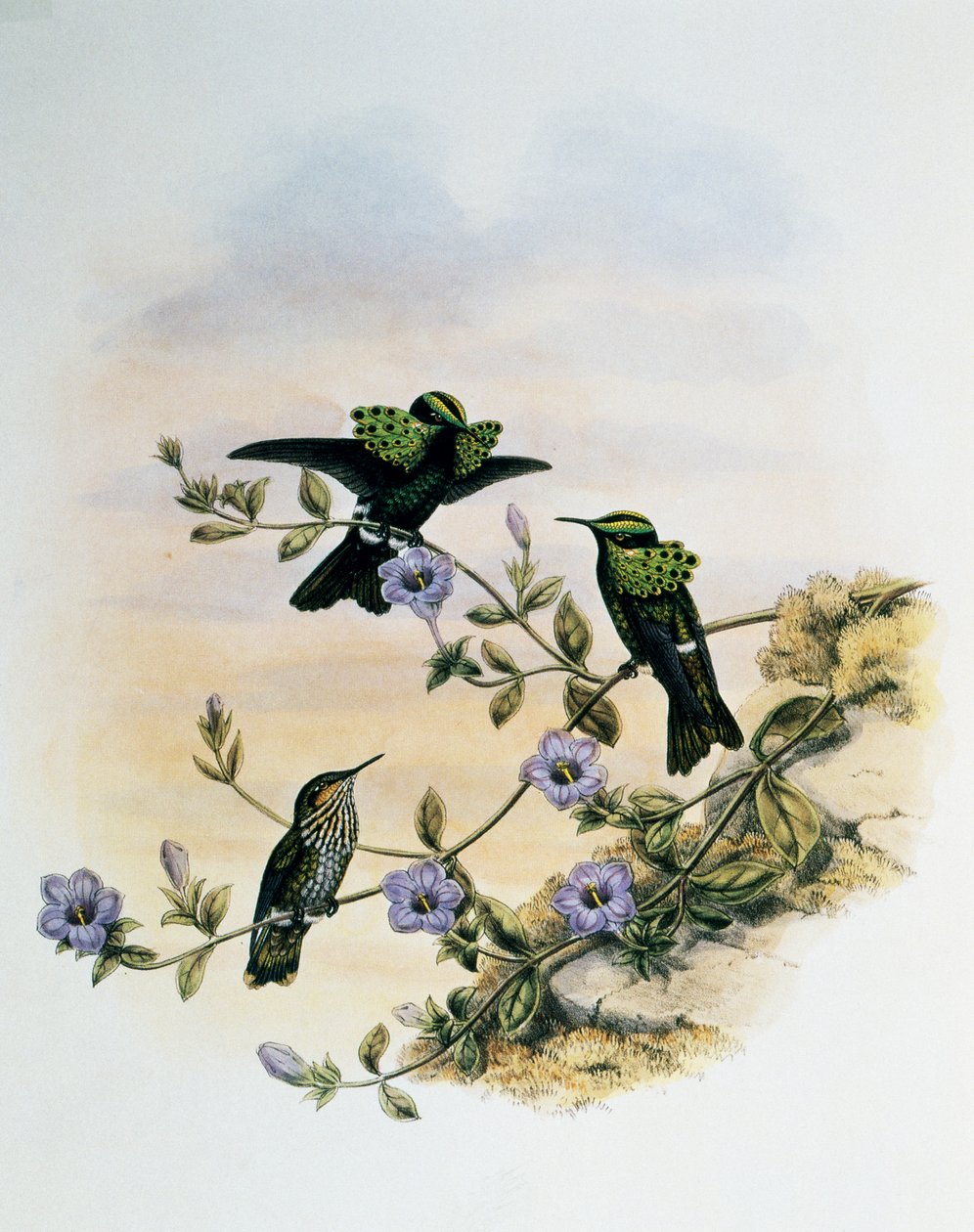 Pfauen-Coquette (Lophornis pavoninus), Stich aus Monographie der Trochilidae oder Kolibris (1849-1861), von John Gould (1804-1881), Vereinigtes Königreich von John Gould