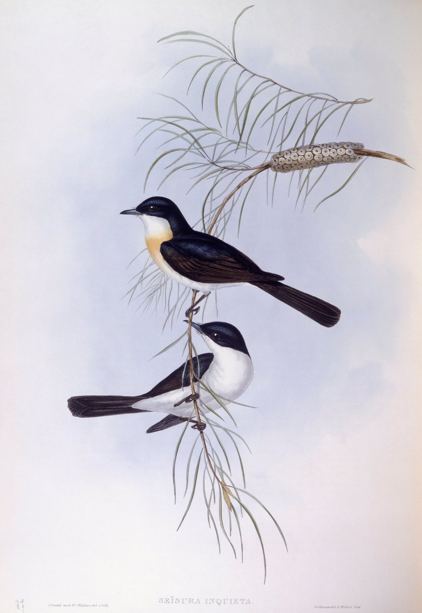 Unruhiger Fliegenschnäpper (Myiagra inquieta), Gravur von John Gould von John Gould
