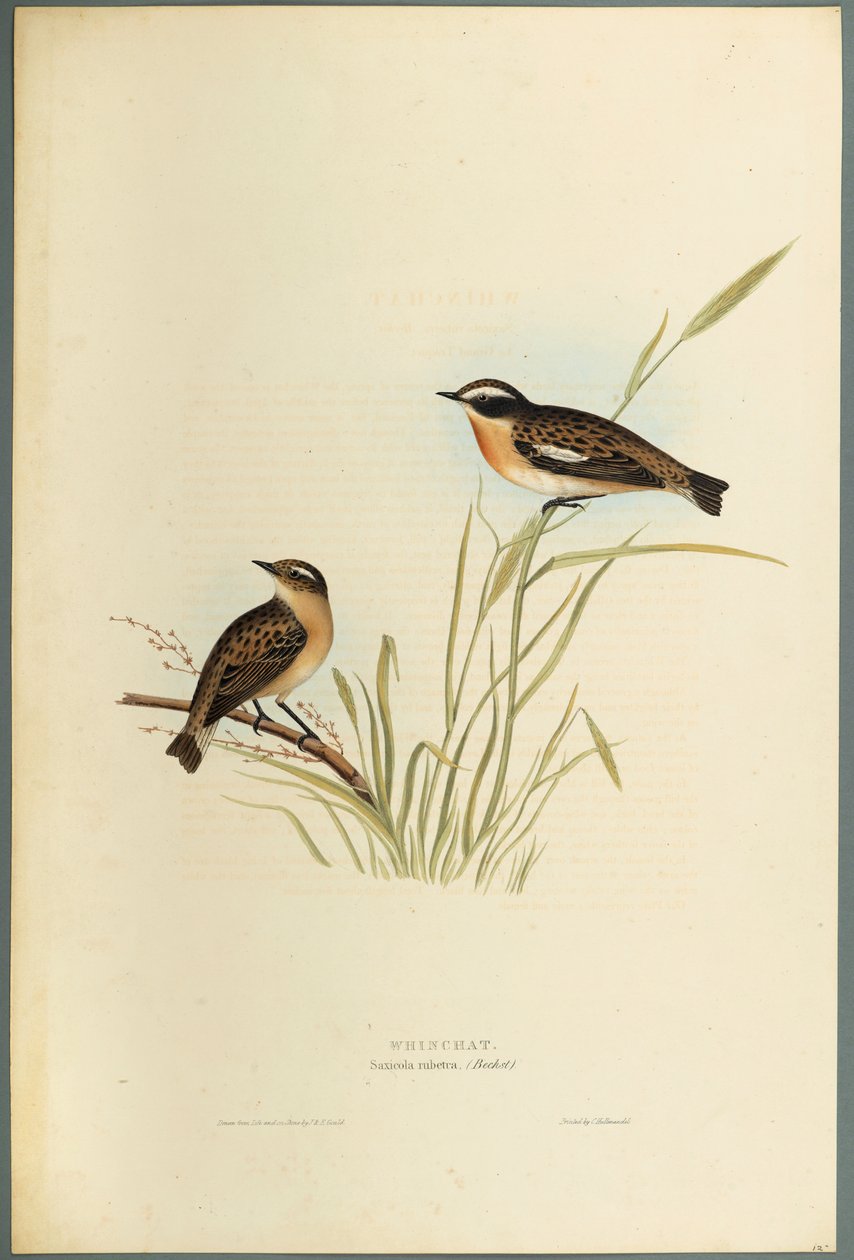 Braunkehlchen von John Gould