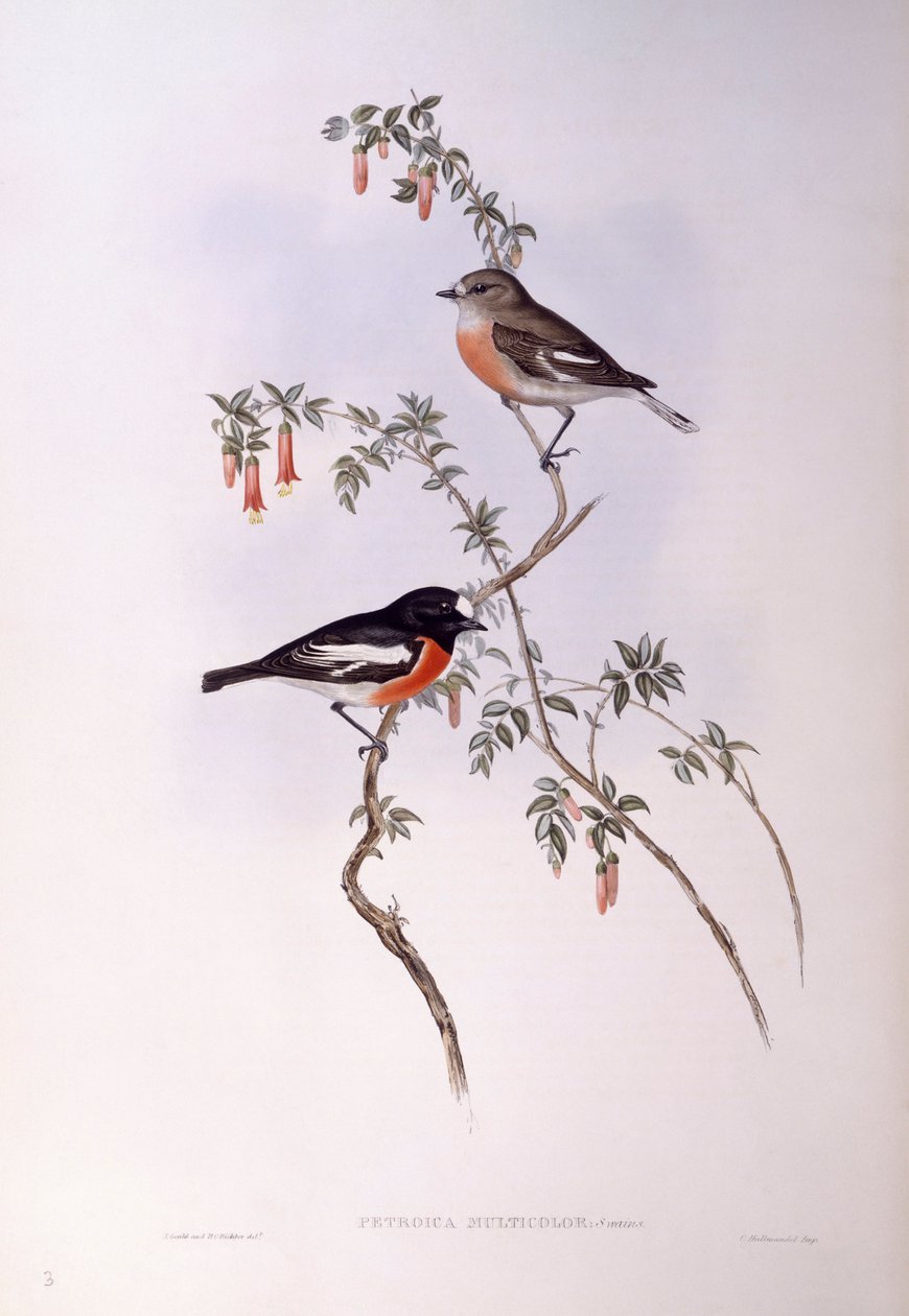 Scharlachroter Waldsänger (Petroica multicolor), Gravur von John Gould von John Gould