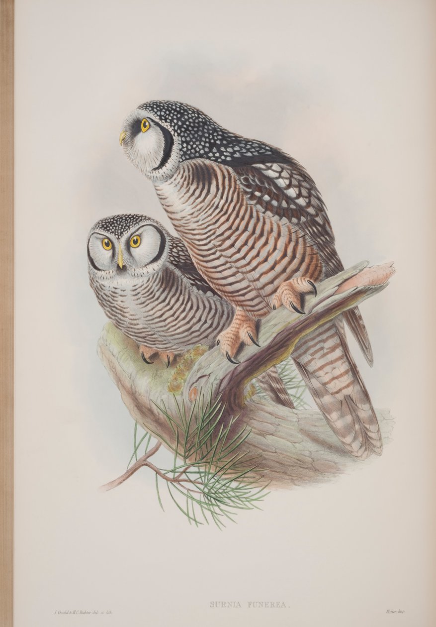 Surnia Funerea, Tafel aus The Birds of Great Britain von John Gould, veröffentlicht 1862-73 von John Gould