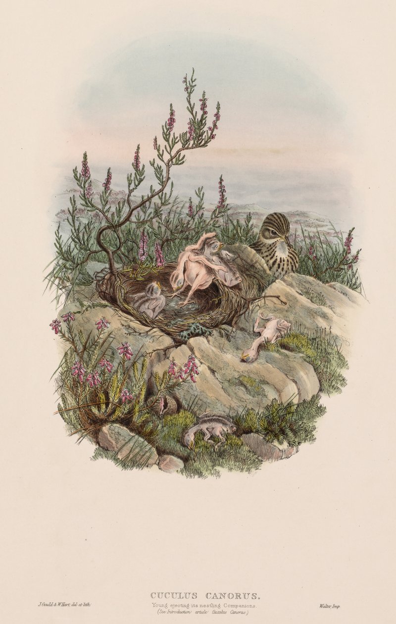 Die Vögel Großbritanniens: Cuculus canorus von John Gould